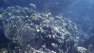 preview picture of video 'Snorkeling at Paradisus Rio de Oro. Holguin, Cuba. 2013'