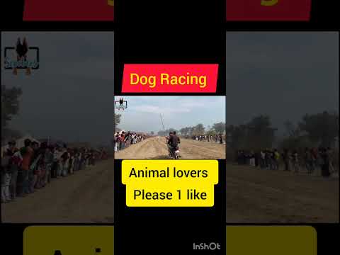 @dog#shortvideo #funny #animal #shoerts #viral #animallover #boysattitudewhatsappstatus #dog