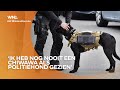Wat is de beloning voor een politiehond en hoe ziet zijn leven er eigenlijk uit?