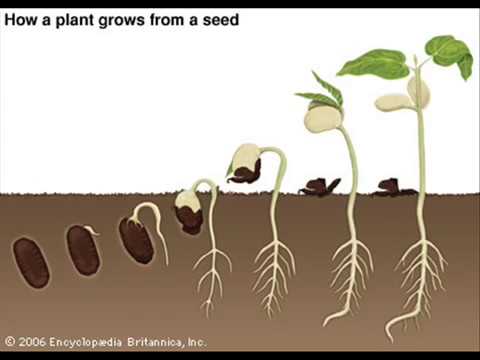 Seed Germination Process