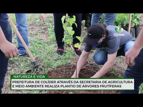 Prefeitura de Colíder realiza plantio de árvores às margens do rio Jaracatiá