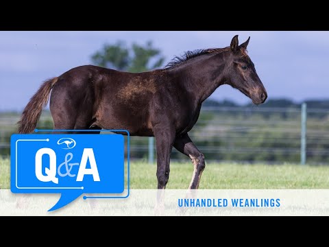 Q&A With Clinton Anderson: How to Move Forward With an Unhandled Weanling