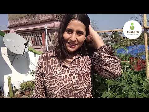 Urban Farming With Mafin Chakraborty at Kolkata | HariMitti