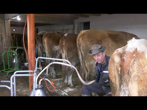 - VRATIO SE IZ SLOVENIJE I UŽIVA SA SVOJOM PORODICOM I FARMOM KRAVA U PREDIVNOM KNEŽEVU