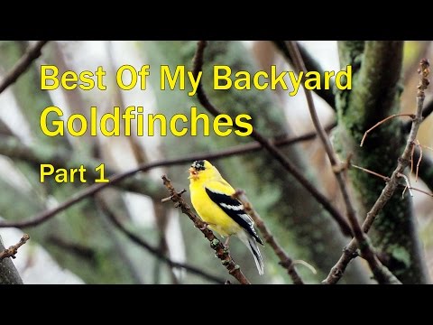 Backyard Birding - Goldfinches - Part 1 - Little Yellow and Black Bird