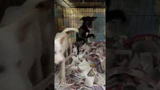 Video preview image #1 Chihuahua-German Shepherd Dog Mix Puppy For Sale in Virginia Beach, VA, USA