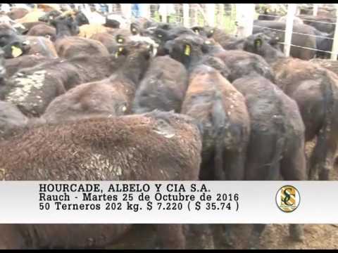 25-10-16 Venta de Machos - Hourcade, Albelo y Cia S.A. - Rauch.