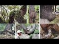 Incredible trees that look like a part of human body | Amazing trees that you never seen before..!