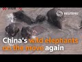 Elephant Herd On The Move Again In China