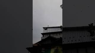 Download lagu PJW vs NEW PJW mp3