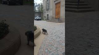 Diamonds and Pearls! #explore #reels #Prince