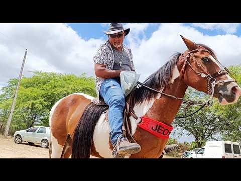 Os Melhores cavalo de Altinho na feira os cavalos mangalarga do nordeste 