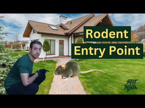 Expert Advice for Finding Rodent Entry Points