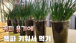 집에서 커피 용기에 쪽파 키워 먹기 새참에 부침개
