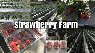 preview picture of video '台湾中社花市草莓园 Strawberry Farm in Houli Taiwan'