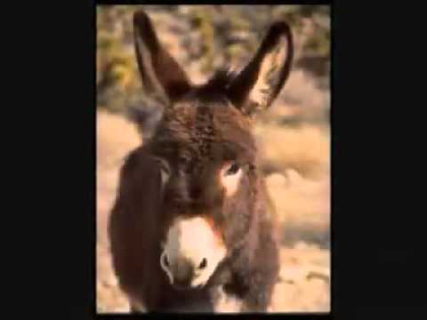 Música Burro Apaixonado - Os 3 Xirus - YouTube - Mozilla Firefox.flv