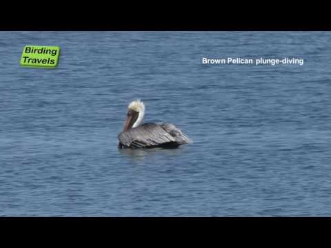 Pelikán hnedý (Pelecanus occidentalis) — plunge-dive lov