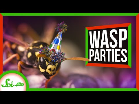 這些黃蜂開出了很棒的派對 (These Wasps Throw Awesome Parties)