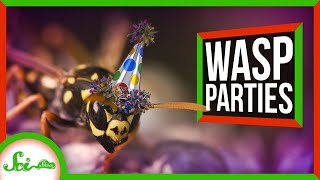 These Wasps Throw Awesome Parties