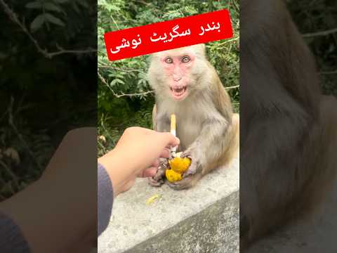 monkey cigarette noshi ⚡🔌#shortvideo #ytshorts #emotionalvideo11