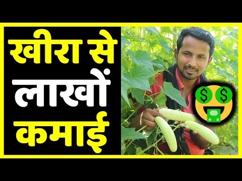 , title : 'मालामाल खीरा🥒🥒Profit, Marketing, Variety, Harvesting | Cucumber Farming Techniques A to Z'