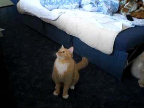 plunksneles gaudikliai