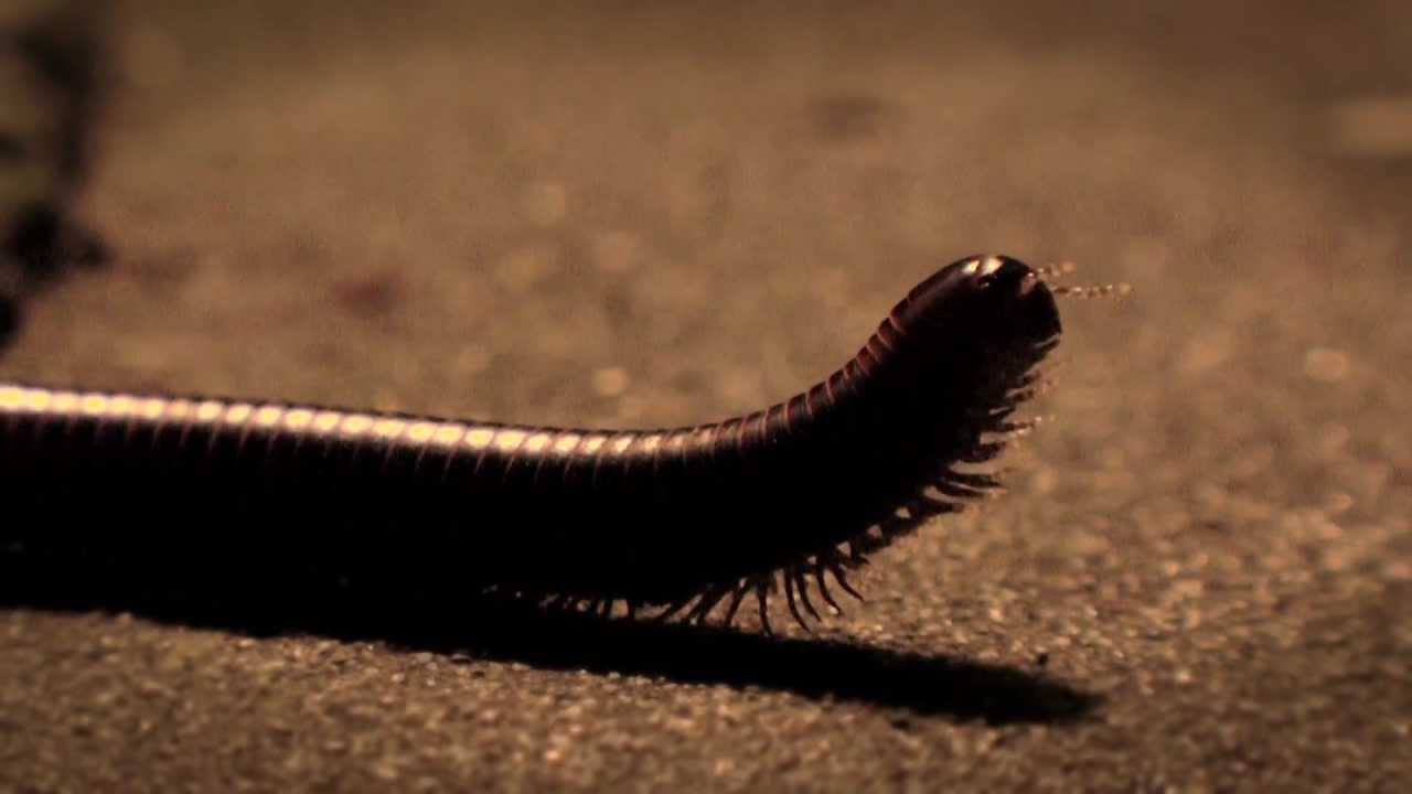 Nature Videography