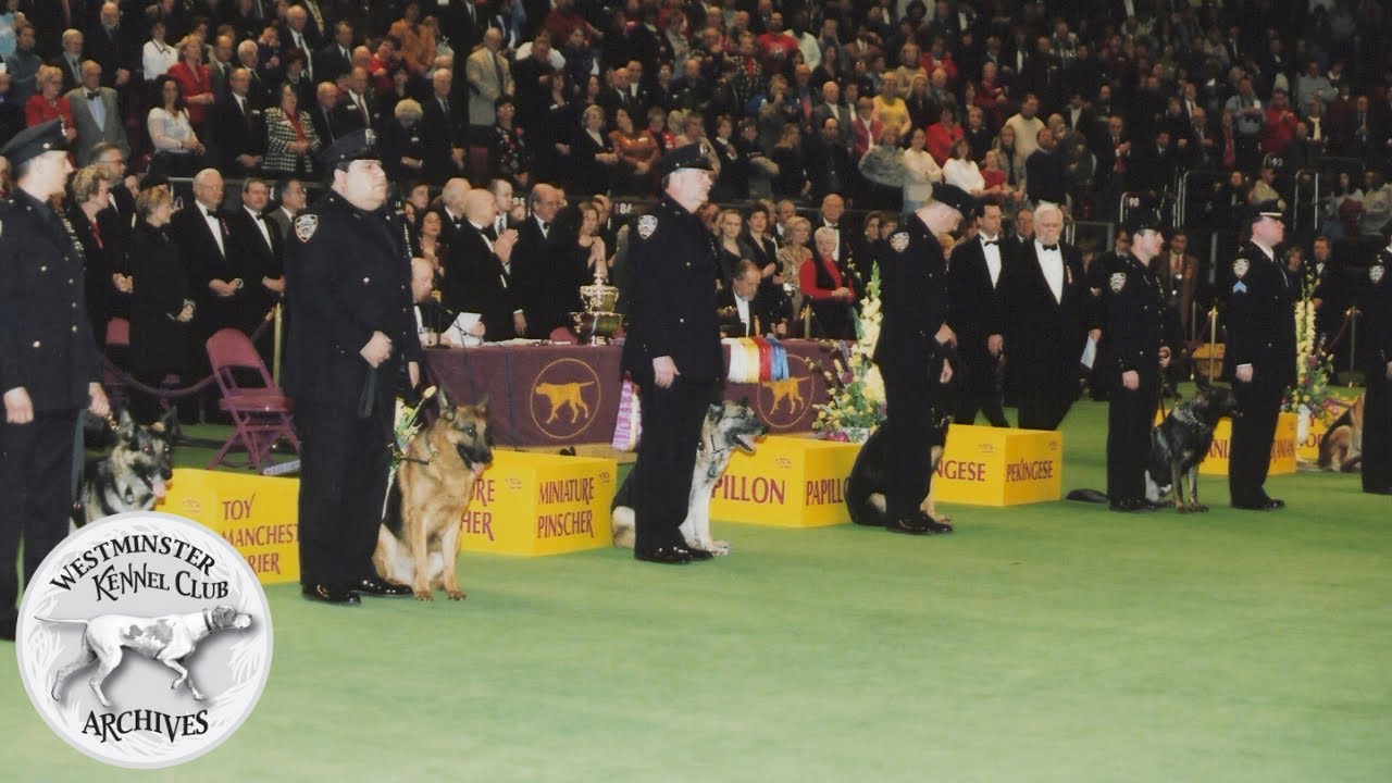 Remembering the Four-Legged Heroes of 9/11