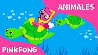 Bajo el Mar - Sea Animals Song from PINKFONG Canciones Infantiles