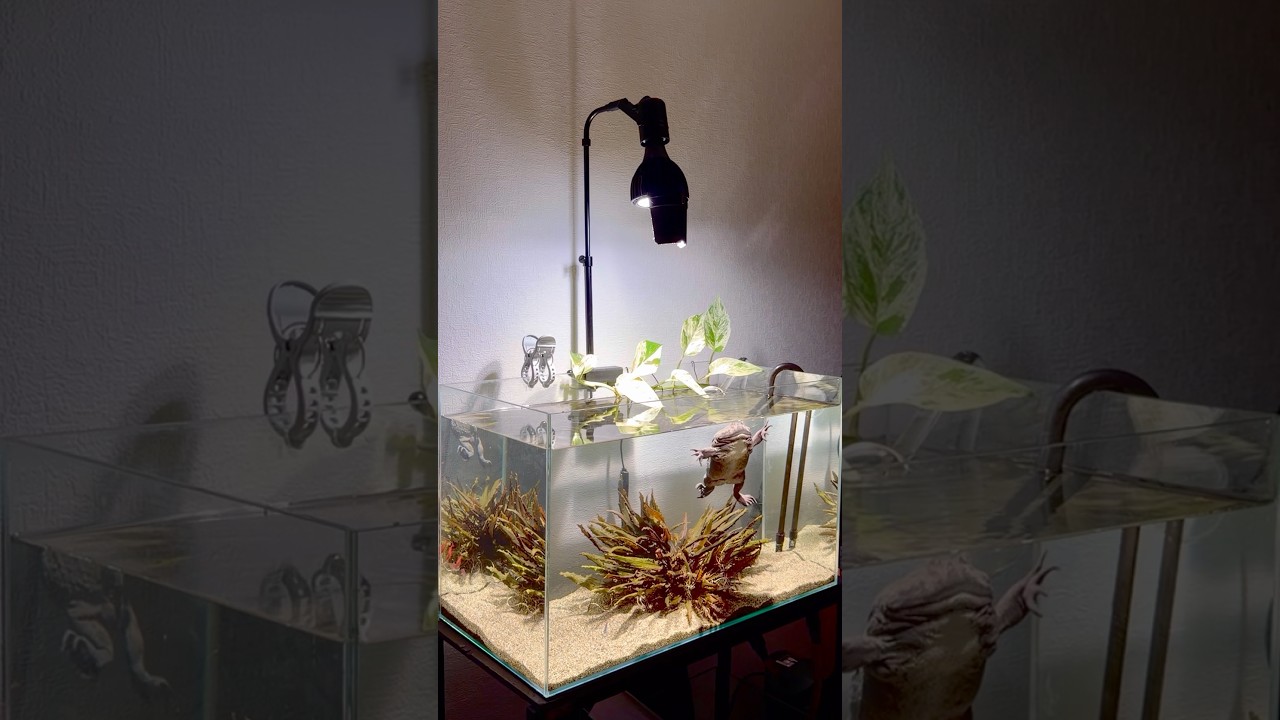 泳ぐでっかいカエルはいつ見ても嬉しい