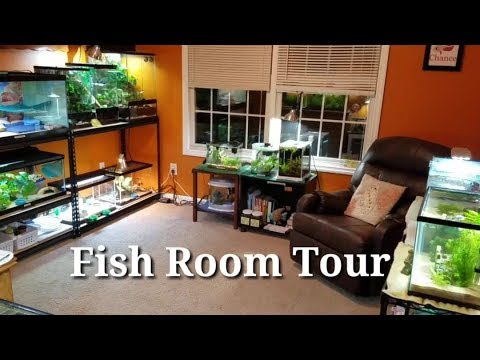 Fish Room Tour