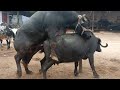 Hot Buffalo Meeting And Cow Meeting 2