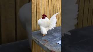 Cock #4