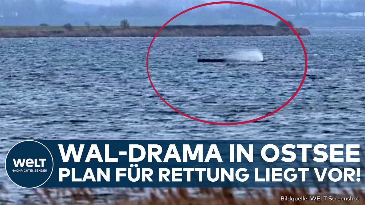 OSTSEE: Nun also doch! Plan liegt vor! Letzte Hoffnung für Buckelwal! Timmy könnte gerettet werden