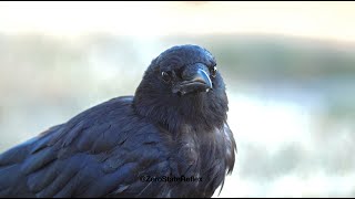 Crows Notice Everything