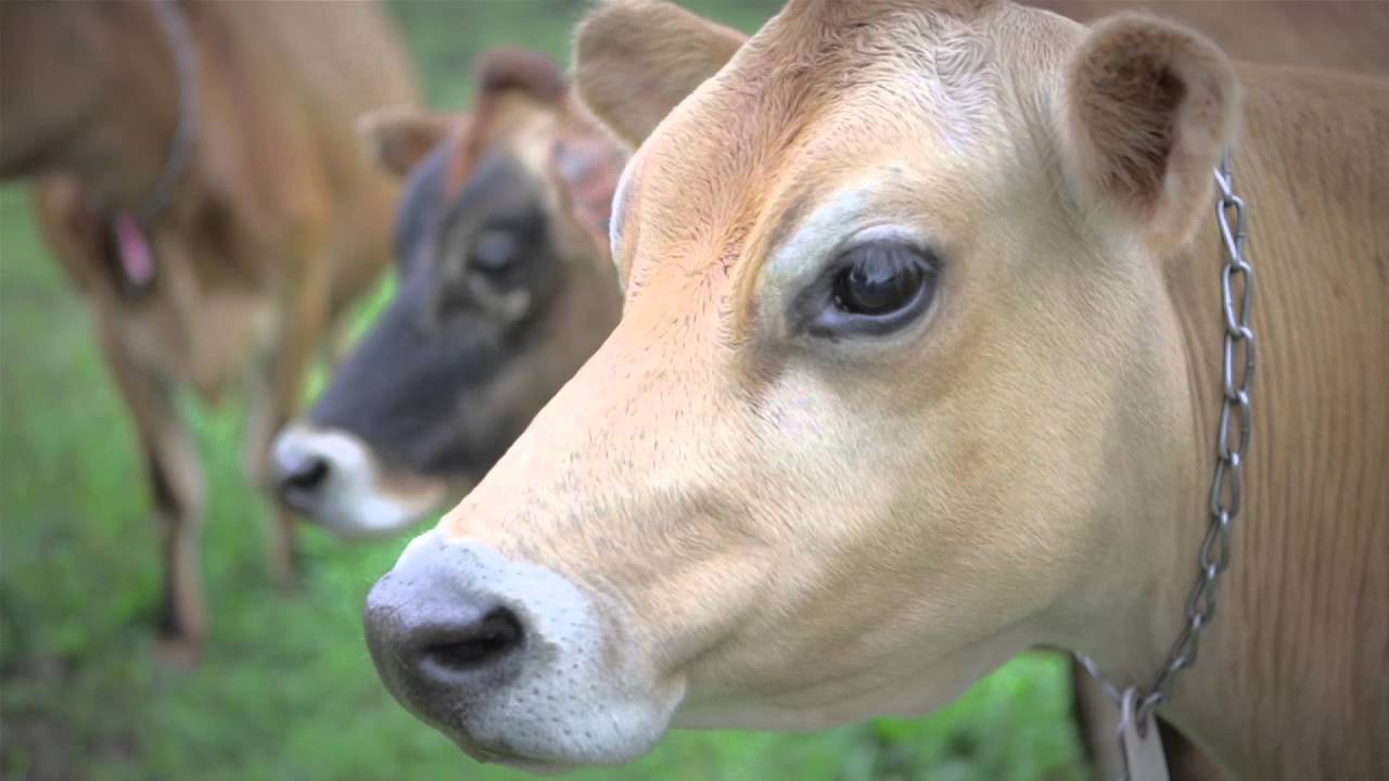 Paul-Lin Dairy Farm, VT