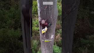 Download lagu How to climb an African baobab tree mp3 Download lagu How to climb an African baobab tree mp3