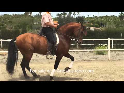 Lovely Baroque PRE stallion