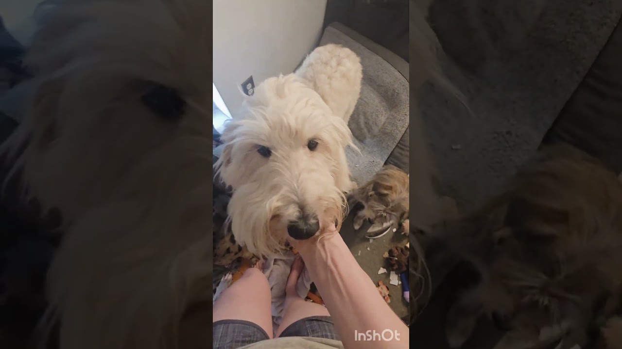 Enlarge Shay, a Adoptable mixed breed in Manvel, TX video 6/6