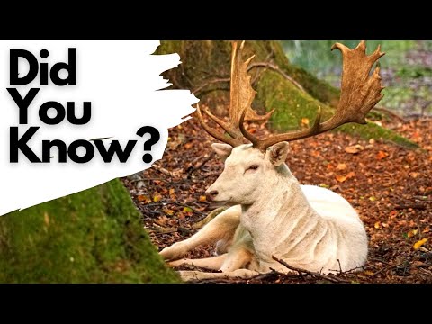 Things you need to know about FALLOW DEER!