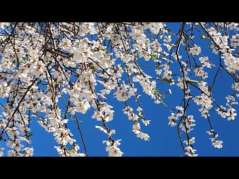 Фестиваль в Татлысу! Красота Северного Кипра !