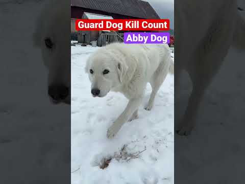 What’s the livestock guardian dog count? #shorts