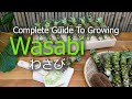 How To Grow Wasabi Seeds Seedlings Harvest Propagate
