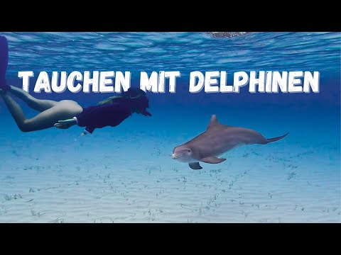 Ep. 137 | Delphine, Schweine, Freunde !  Wir erkunden gemeinsam die Bahamas.