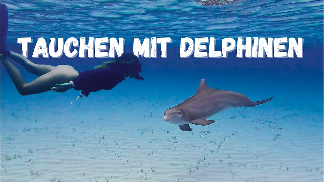 Ep. 137 | Dolphins, pigs, friends! We explore the Bahamas together.