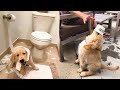 Funny And Cute Golden Retriever Puppies Compilation 6 Cutest Golden Puppies