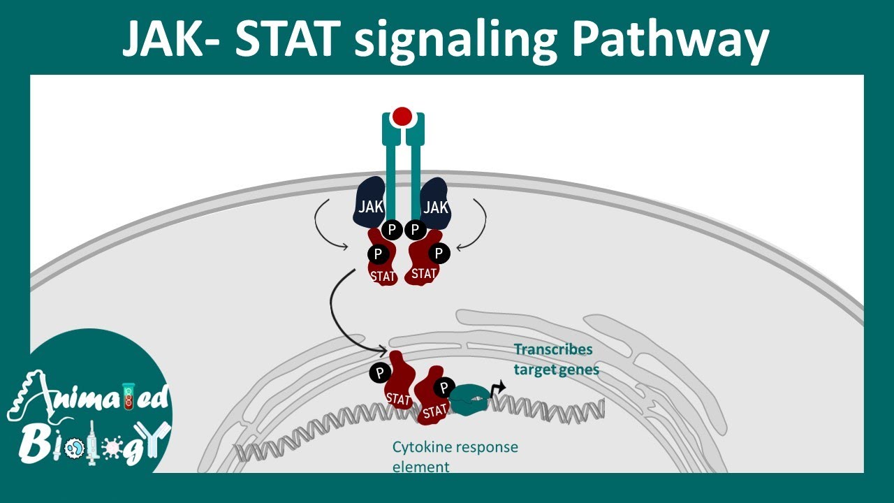 JAK-STAT signaling pathway