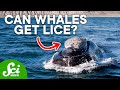 Those White Crusts on Whales Are Alive and Full of Stories