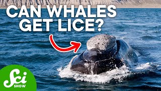 Those White Crusts on Whales Are Alive and Full of Stories