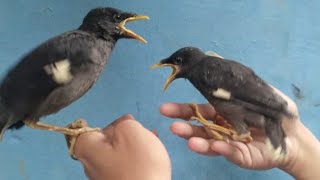 Download lagu Suara Pikat Anakan Jalak Kebo di jamin yg turun pasti sepasang mp3